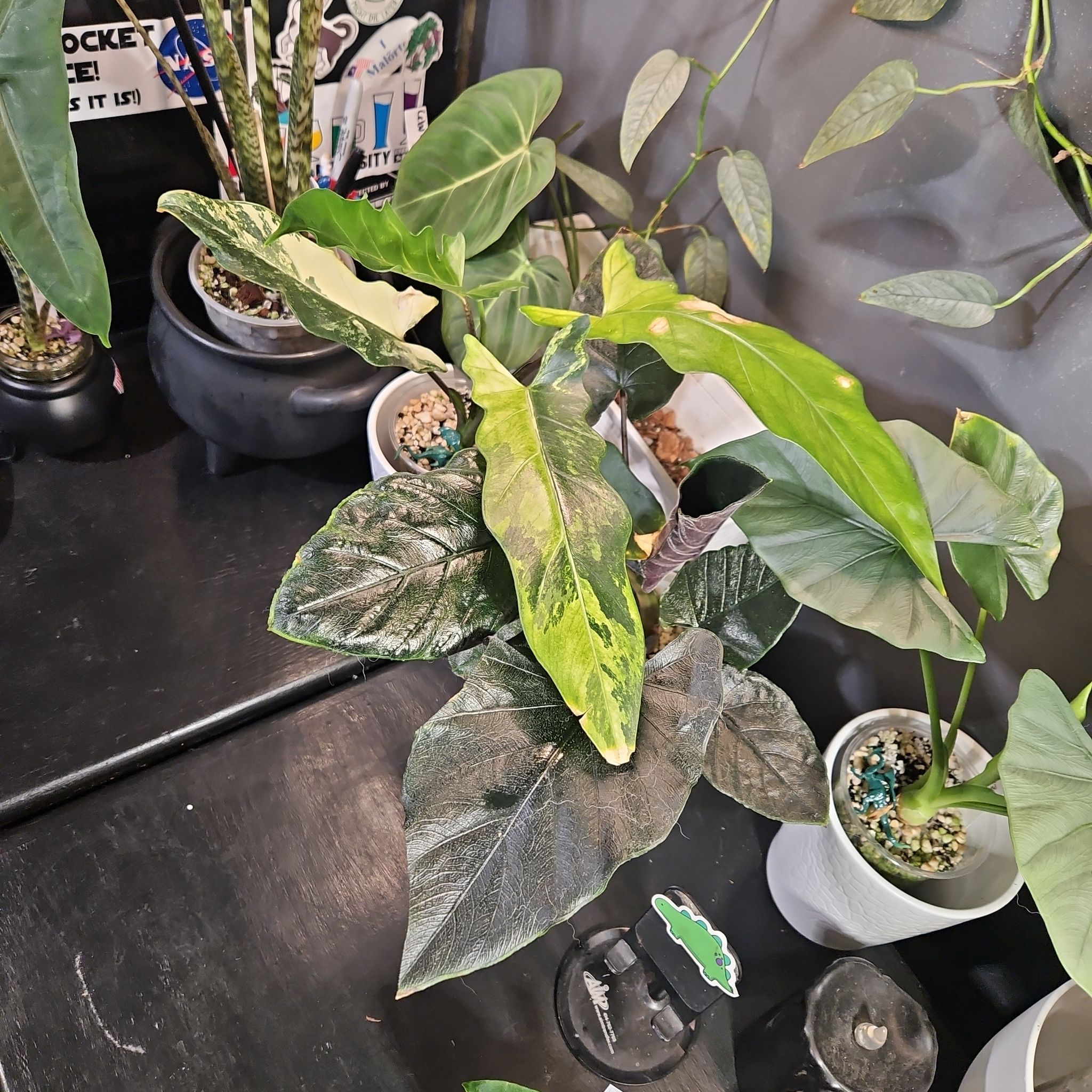 Photo of the plant species Alocasia Lauterbachiana Variegated by @YesWhitespruce named Lauterbachiana Albo Mint on Greg, the plant care app