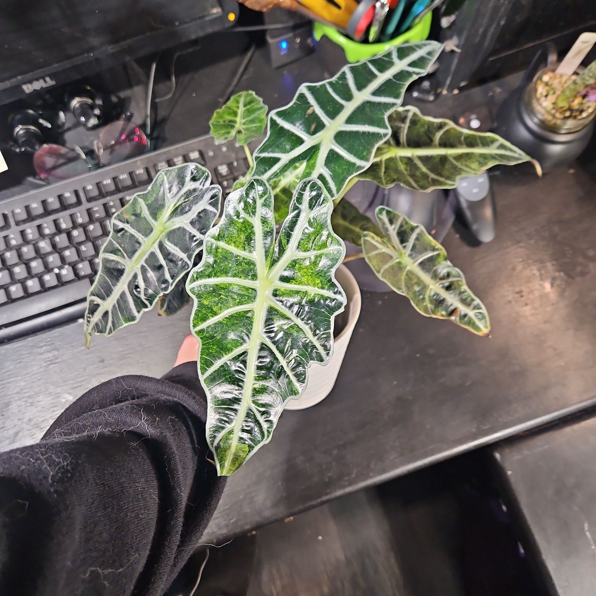 Photo of the plant species Alocasia Polly Aurea by @YesWhitespruce named Sage on Greg, the plant care app