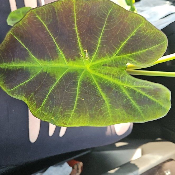 Photo of the plant species Illustris Colocasia by @YesWhitespruce named Illustris on Greg, the plant care app