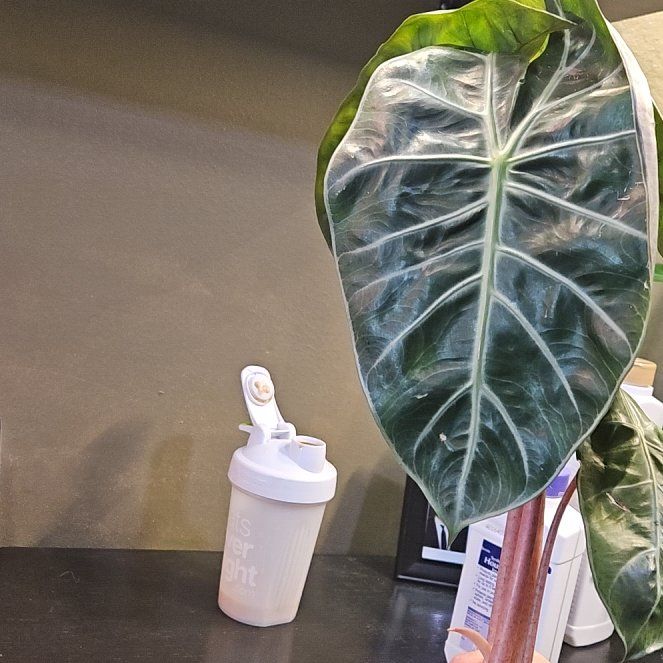 Photo of the plant species Pink Dragon Alocasia by @YesWhitespruce named Pink dragon on Greg, the plant care app