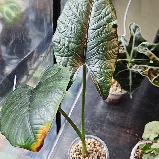 Photo of the plant species Alocasia Reginae Black by @YesWhitespruce named Reginae Elaine on Greg, the plant care app