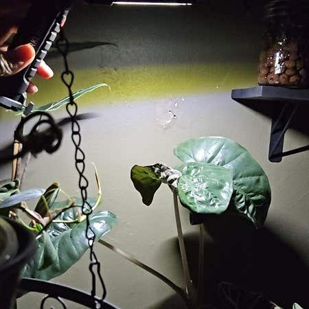 Keep Your Alocasia Yucatan Princess Variegata Alive: Light Keep Your Alocasia Yucatan Princess Variegata Alive: Light