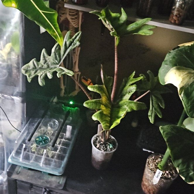 Photo of the plant species Alocasia Tundurusa by @YesWhitespruce named Tandurusa L on Greg, the plant care app