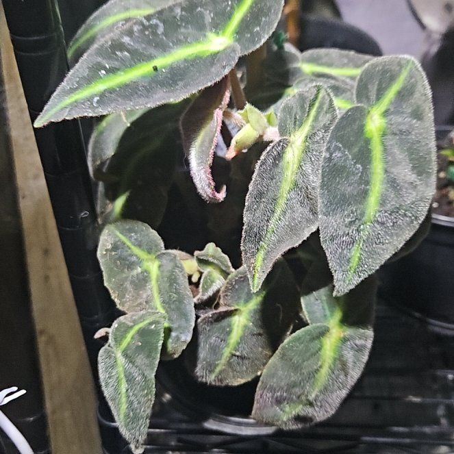 Photo of the plant species Listada Begonia by @YesWhitespruce named Ronaldo on Greg, the plant care app
