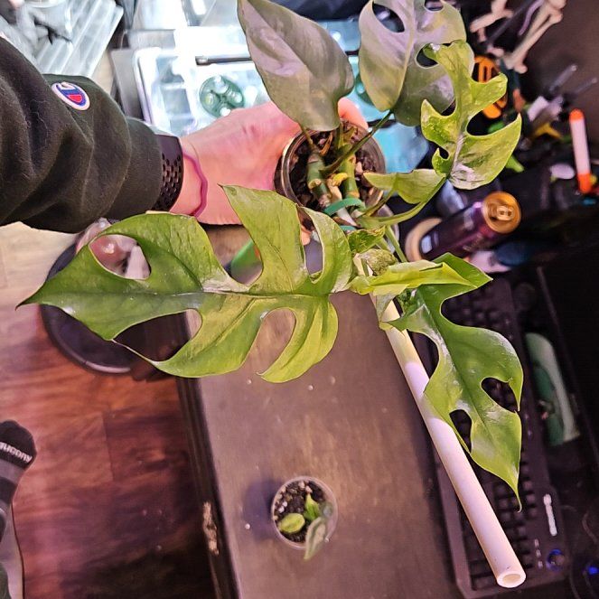Photo of the plant species Aurea Variegated Mini Monstera by @YesWhitespruce named Mint Mini on Greg, the plant care app