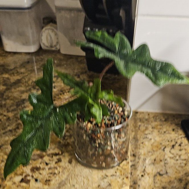 Photo of the plant species Alocasia Tundurusa by @YesWhitespruce named Tandurusa on Greg, the plant care app
