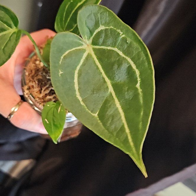 Photo of the plant species Anthurium by @YesWhitespruce named Blue velvet self on Greg, the plant care app