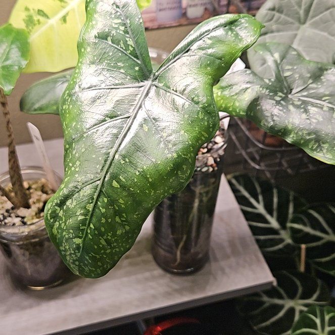 Photo of the plant species Alocasia Shattered Glass by @YesWhitespruce named Shattered glass on Greg, the plant care app