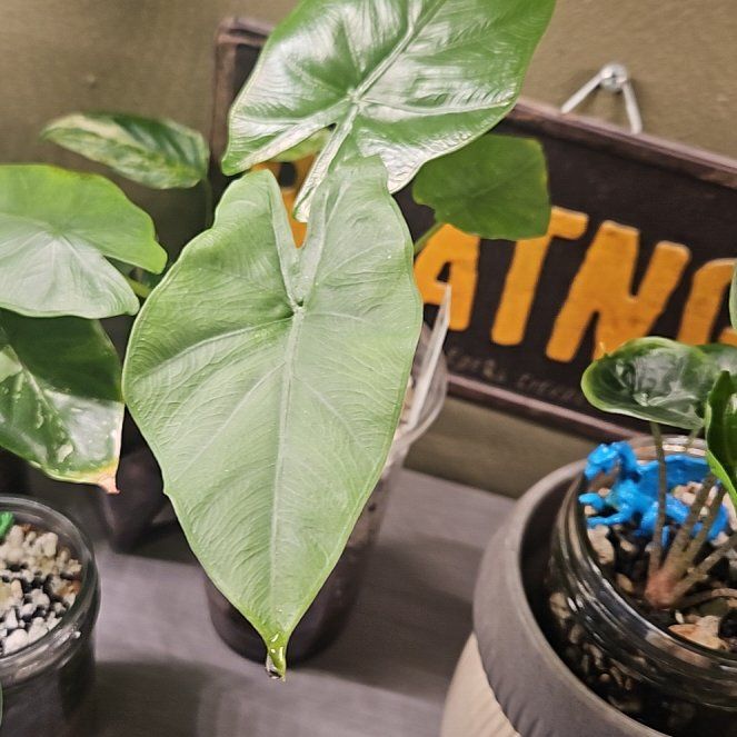 Photo of the plant species Alocasia pubera by @YesWhitespruce named Puber on Greg, the plant care app