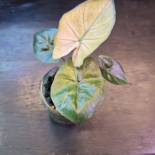 Photo of the plant species Alocasia Yucatan Princess Variegata by @YesWhitespruce named Yucatan mint on Greg, the plant care app