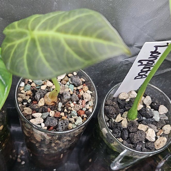 Photo of the plant species Alocacia Regal Shields by @YesWhitespruce named Regal Shields Albo on Greg, the plant care app