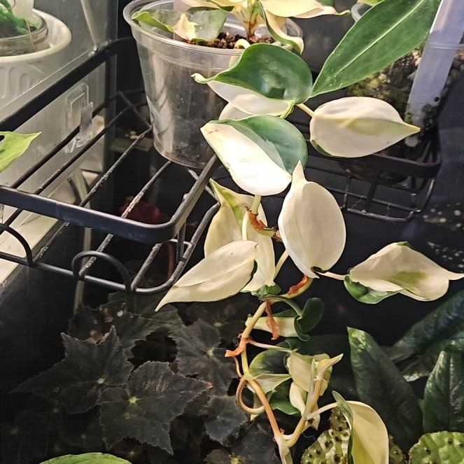 Photo of the plant species Philodendron 'Gabby' by @YesWhitespruce named Nemo on Greg, the plant care app