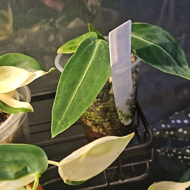 Photo of the plant species Anthurium warocqueanum by @YesWhitespruce named Beyonce on Greg, the plant care app