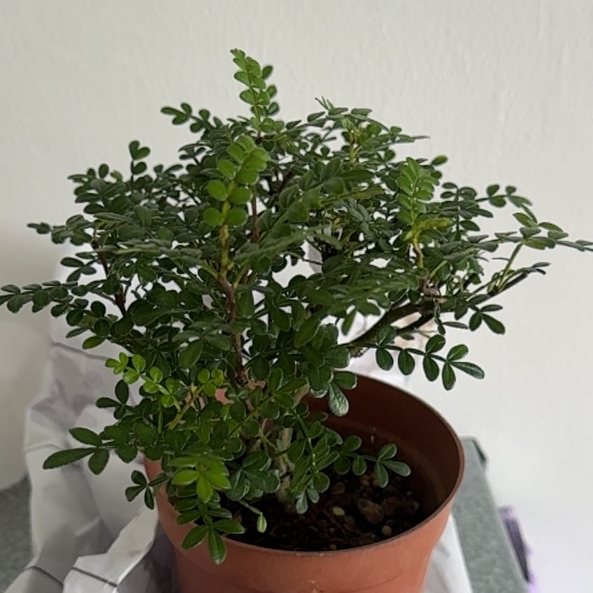 Photo of the plant species Pistacia weinmannifolia by @OpenlyBroom named Leonardo on Greg, the plant care app