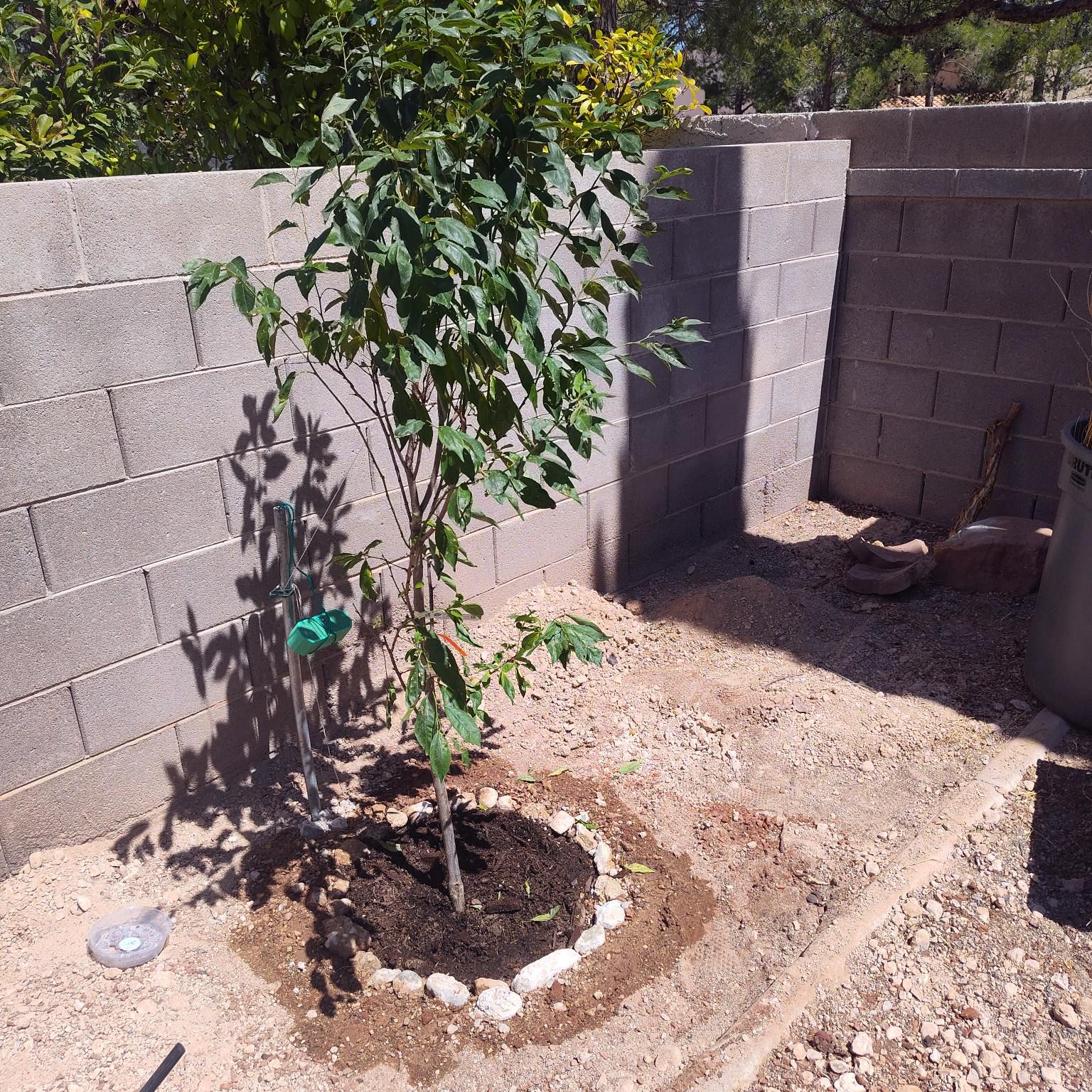 Photo of the plant species Plum by @HeroicCoyotillo named Marilyn on Greg, the plant care app