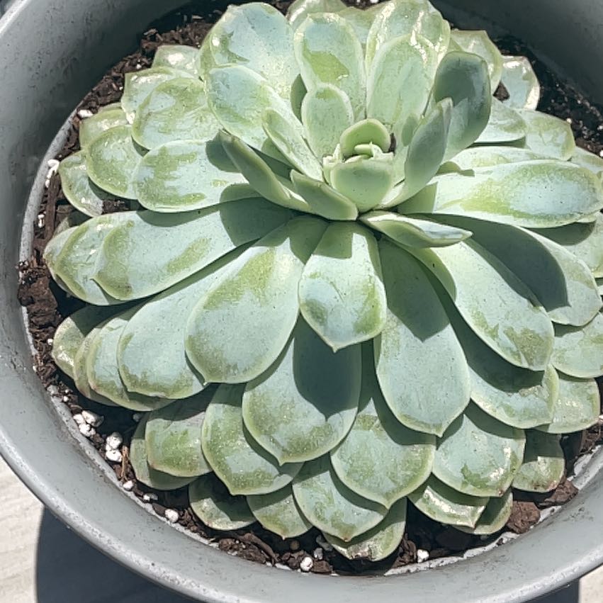 Echeveria 'Arctic Ice' succulent in a pot with visible soil, well-framed and in focus.