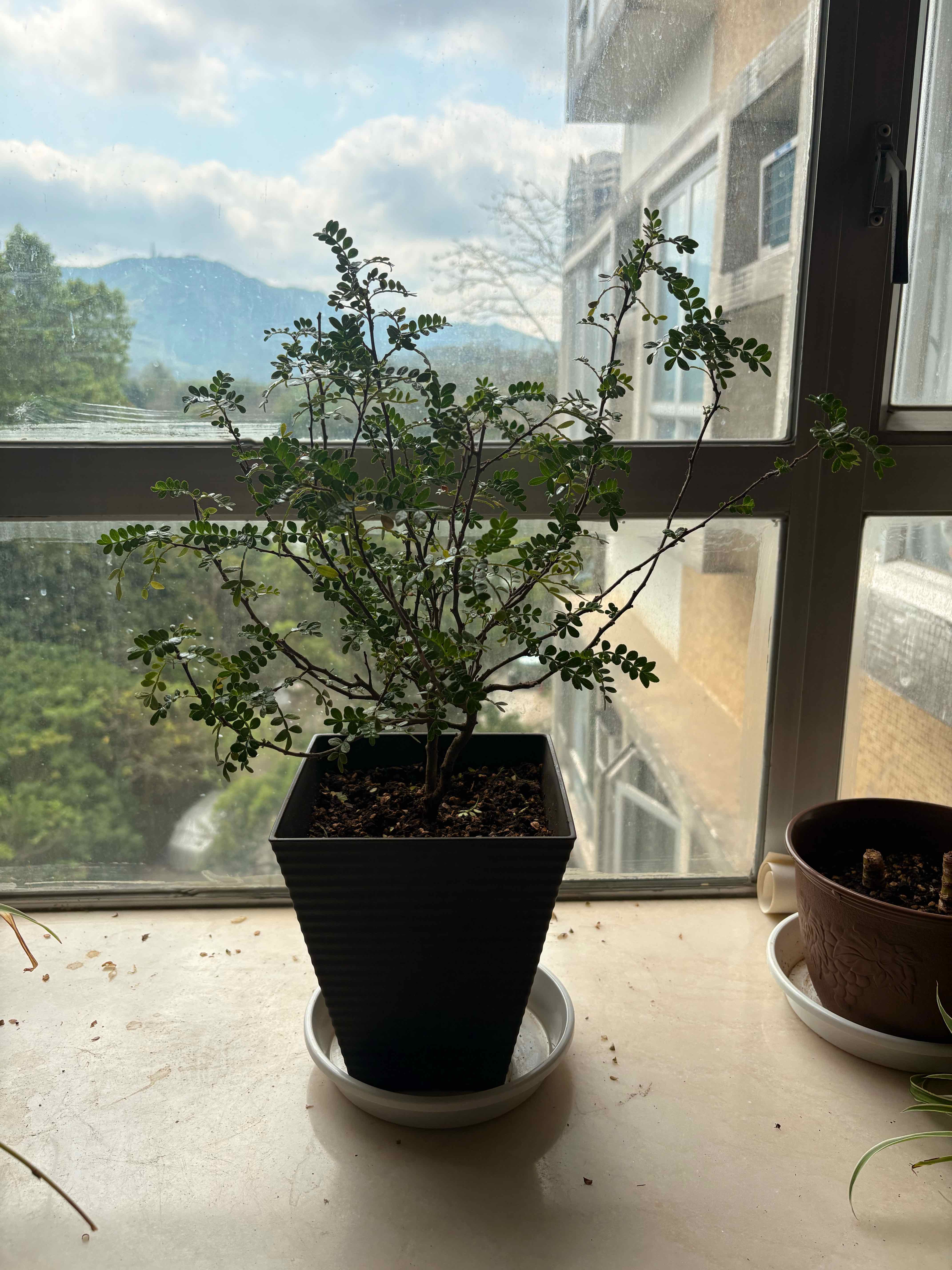 Photo of the plant species Pistacia weinmannifolia by @dawndelions named bob on Greg, the plant care app