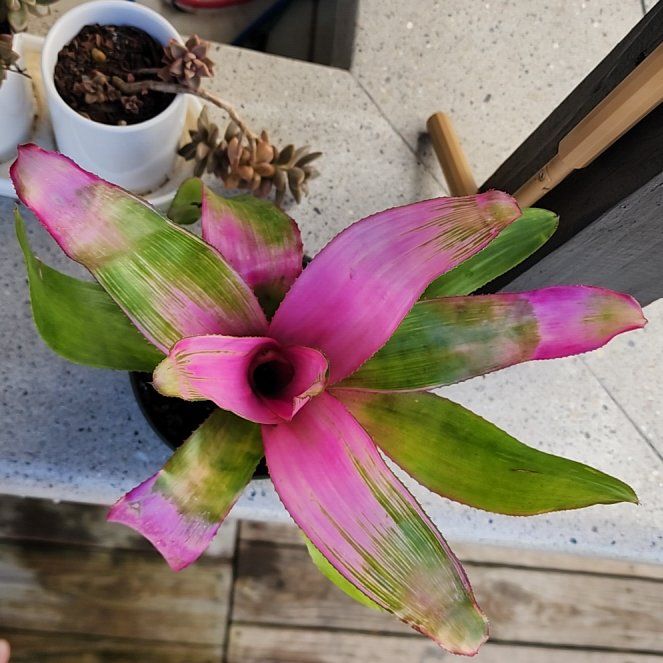 Photo of the plant species Neoregelia 'Pink Sensation' by @SoulmateOrchid named Lola on Greg, the plant care app