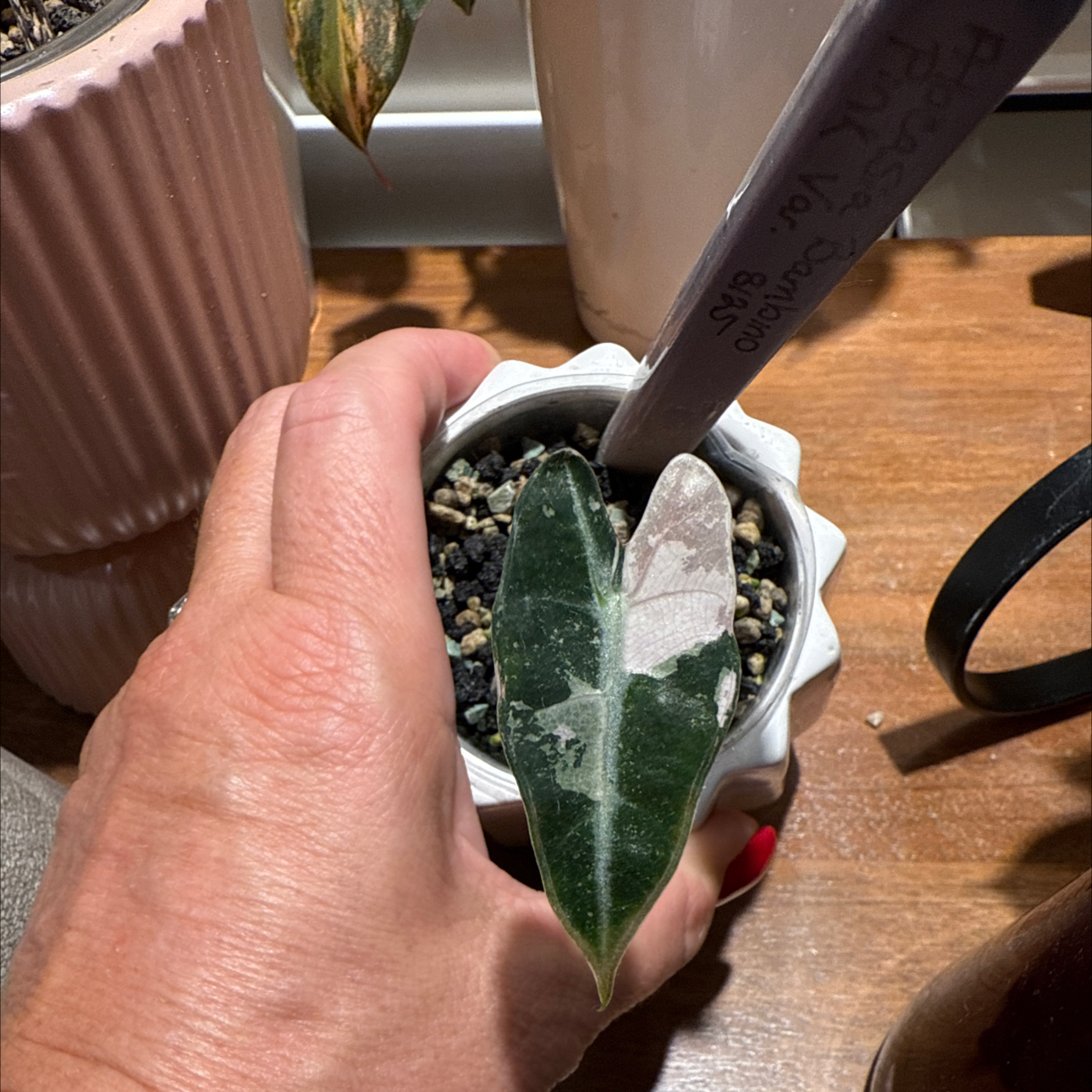 Photo of the plant species Alocasia 'Bambino Pink Variegated' by @Bennetttriplets named Gobi on Greg, the plant care app