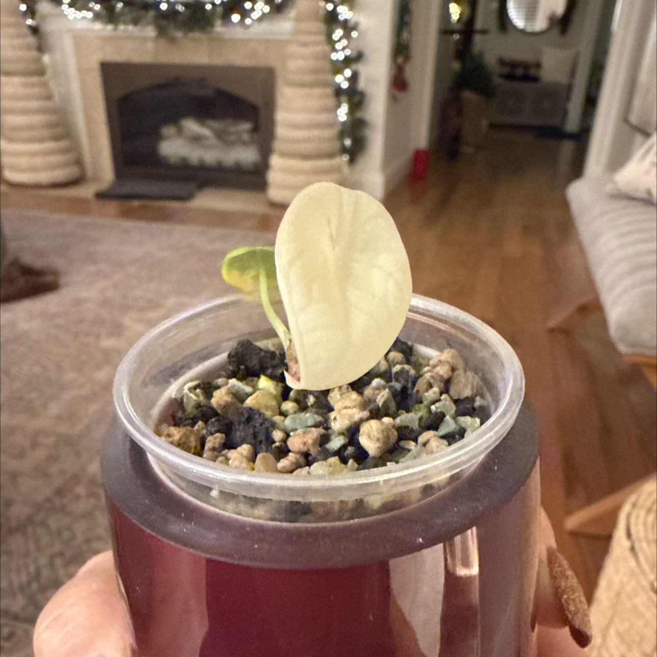 Photo of the plant species Alocasia 'Maharani' Albo by @Bennetttriplets named Foxxy on Greg, the plant care app