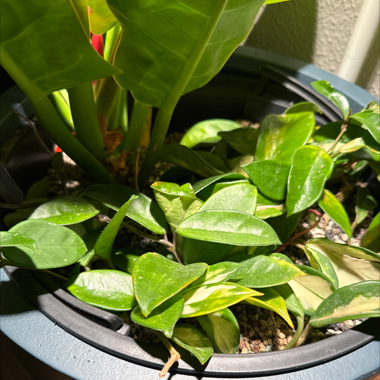 Photo of the plant species Hoya Tricolor by @Bennetttriplets named Messi on Greg, the plant care app
