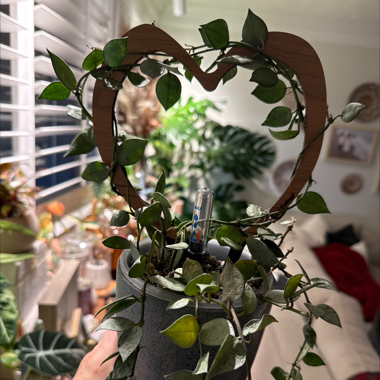 Photo of the plant species Hoya 'Eskimo' by @Bennetttriplets named Doja Cat on Greg, the plant care app