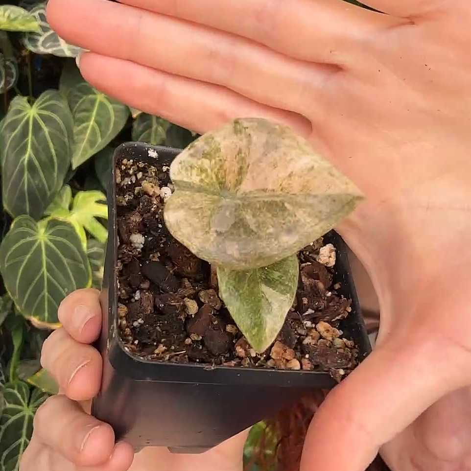 Photo of the plant species Alocasia Azlanii Variegated by @Bennetttriplets named Dax on Greg, the plant care app