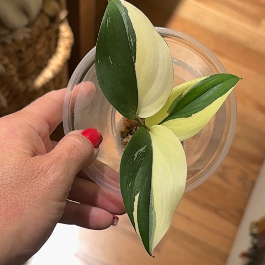Photo of the plant species Scindapsus pictus ‘Mangurai’ by @Bennetttriplets named Demi on Greg, the plant care app