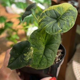 Photo of the plant species Alocasia 'Melo' Albo by @Bennetttriplets named Elle on Greg, the plant care app