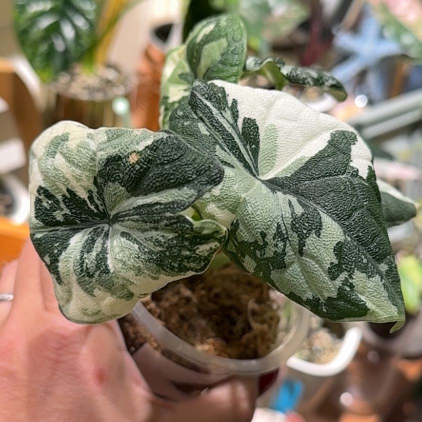 Photo of the plant species Alocasia 'Melo' Albo by @Bennetttriplets named Plato on Greg, the plant care app