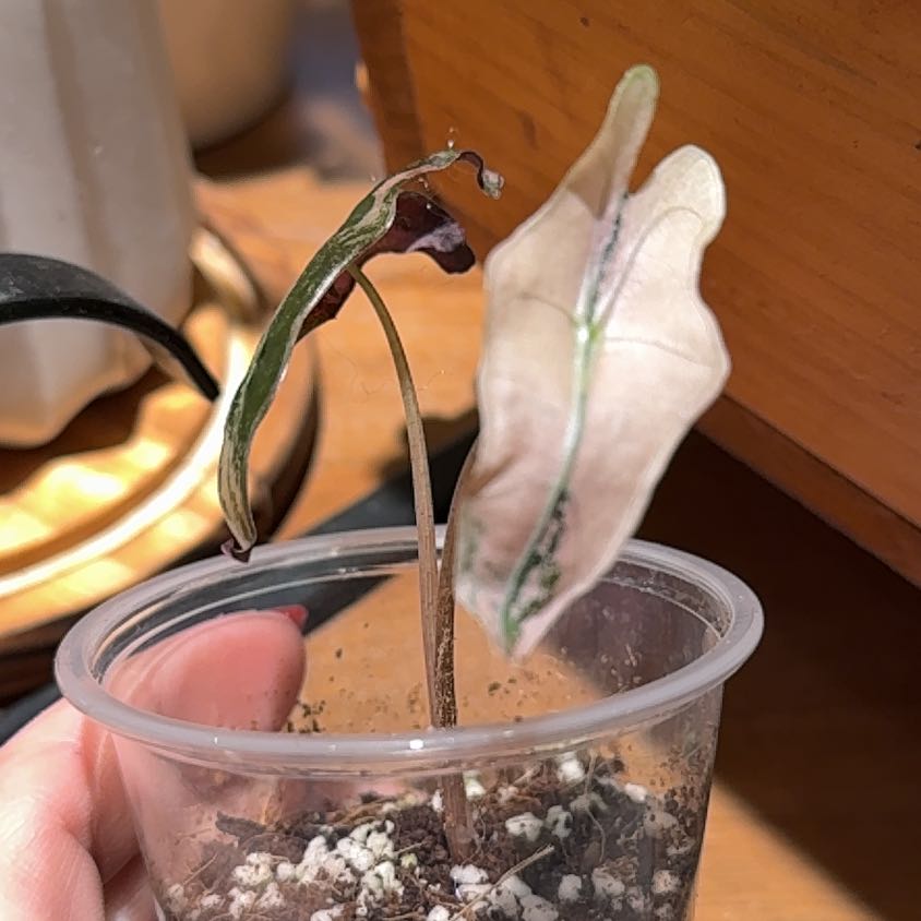 Photo of the plant species Alocasia Nobilis Pink by @Bennetttriplets named Taylor Swift on Greg, the plant care app