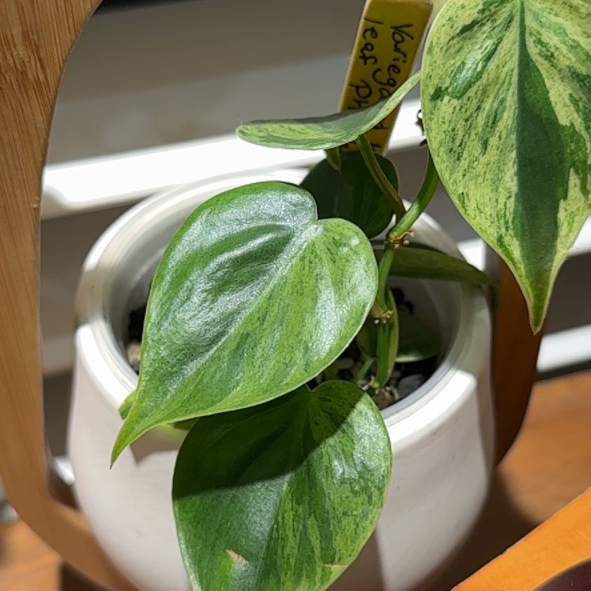 Photo of the plant species Variegated Heartleaf Philodendron by @Bennetttriplets named Rihanna on Greg, the plant care app