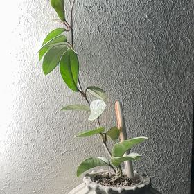 Photo of the plant species Waxplant by @Bennetttriplets named Casper on Greg, the plant care app