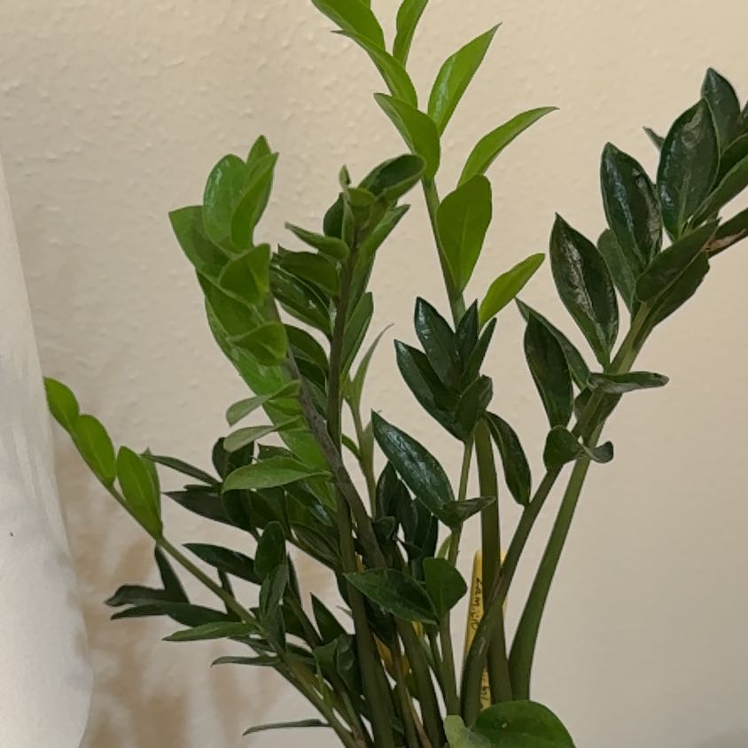 Photo of the plant species Zamicro ZZ Plant by @Bennetttriplets named Sol on Greg, the plant care app