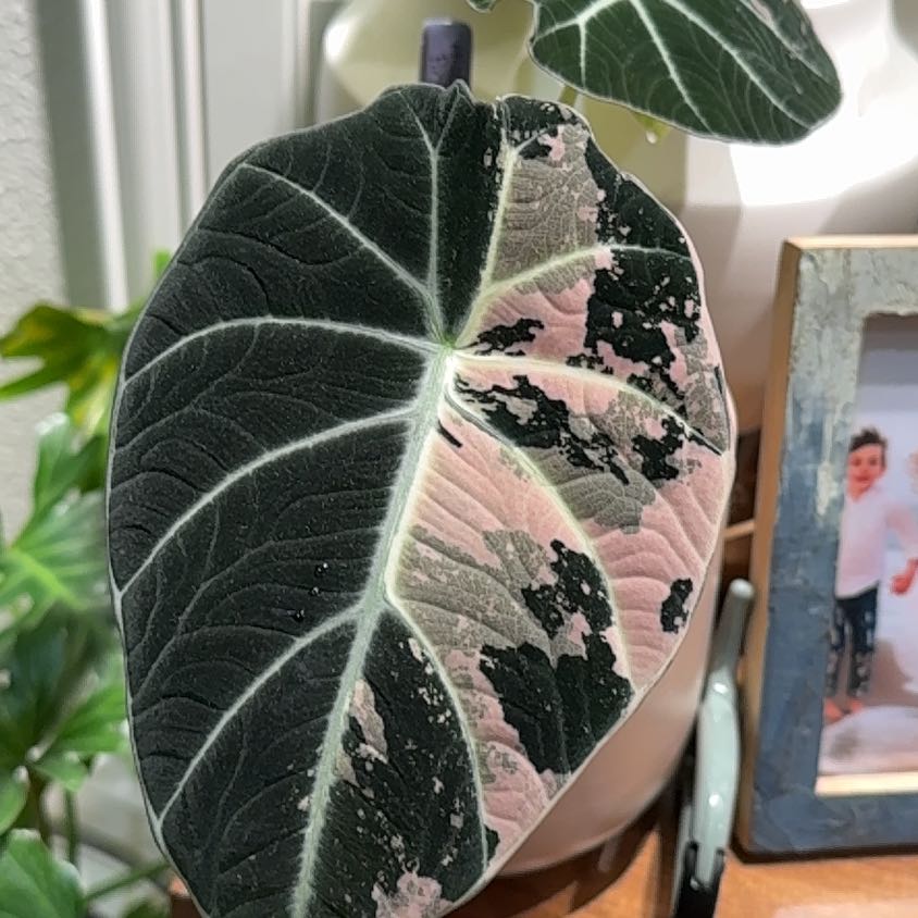 Photo of the plant species Alocasia Pink Black Velvet by @Bennetttriplets named Miley on Greg, the plant care app