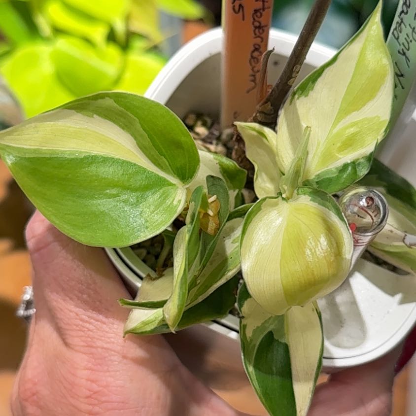 Photo of the plant species Philodendron 'Gabby' by @Bennetttriplets named Nithin on Greg, the plant care app