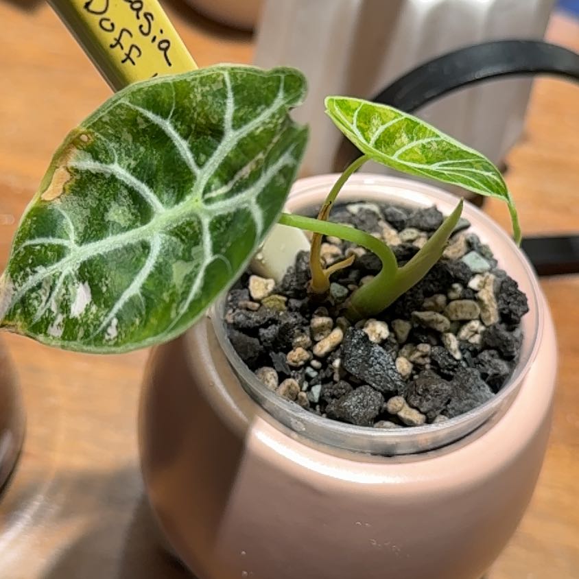 Watsoniana Red Vein Plant Care: Water, Light, Nutrients | Greg App 🌱