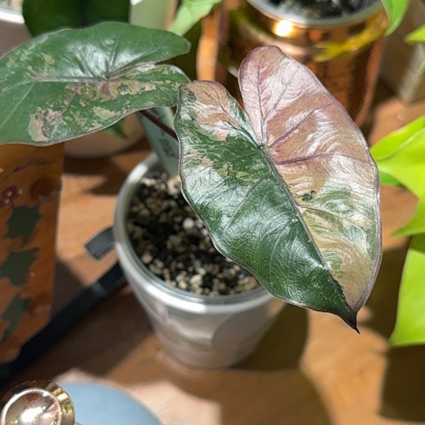 Photo of the plant species Alocasia Pink Serendipity by @Bennetttriplets named Harry on Greg, the plant care app