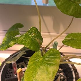Photo of the plant species Alocasia Camo by @Bennetttriplets named LiloStitch on Greg, the plant care app