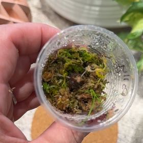 Photo of the plant species Alocasia Polly Aurea by @Bennetttriplets named Zion on Greg, the plant care app