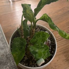 Photo of the plant species Aglaonema 'Pictum Tricolor' by @Bennetttriplets named Apollo on Greg, the plant care app