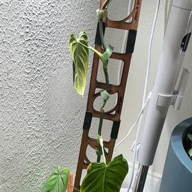 Photo of the plant species Black-gold Philodendron by @Bennetttriplets named Michelle Branch on Greg, the plant care app