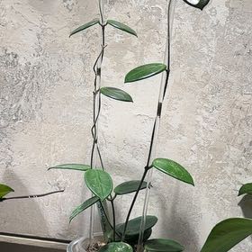 Photo of the plant species Vangviengiensis Hoya by @Bennetttriplets named Eva on Greg, the plant care app