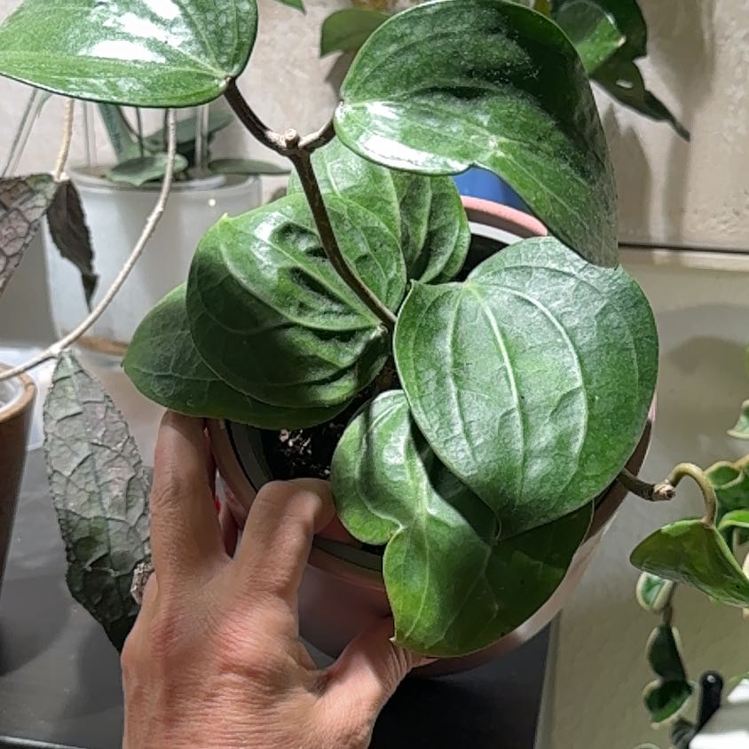 Photo of the plant species Hoya 'Sarawak' by @Bennetttriplets named Tree Diddy on Greg, the plant care app