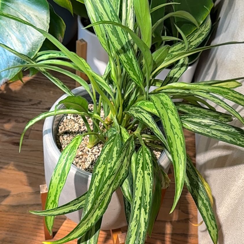 Photo of the plant species Chinese Evergreen by @Bennetttriplets named Drake on Greg, the plant care app