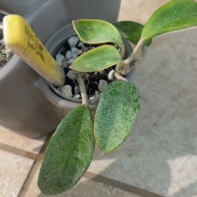 Photo of the plant species Waxplant by @Bennetttriplets named Navajo on Greg, the plant care app