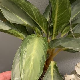 Plant care for Aglaonema MaryAnn on Greg, the plant care app