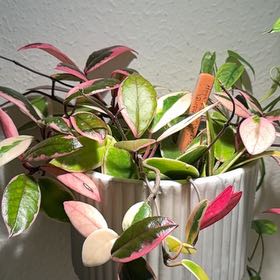 Photo of the plant species Flamingo Hoya by @Bennetttriplets named Stella on Greg, the plant care app