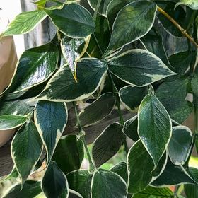 Photo of the plant species Hoya Poly Albo by @Bennetttriplets named Leonardo on Greg, the plant care app