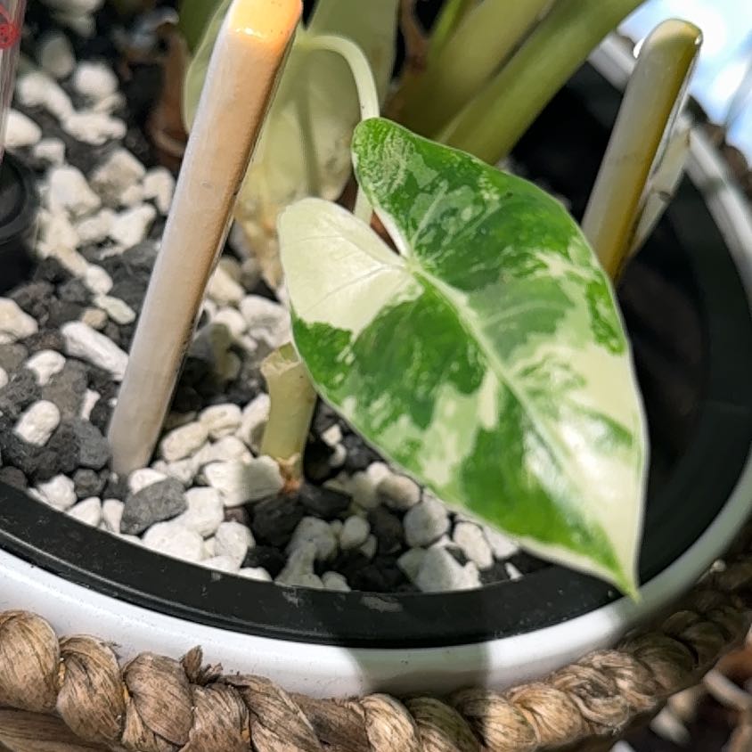 Photo of the plant species Alocasia 'Pink Dragon' by @Bennetttriplets named Dolores on Greg, the plant care app